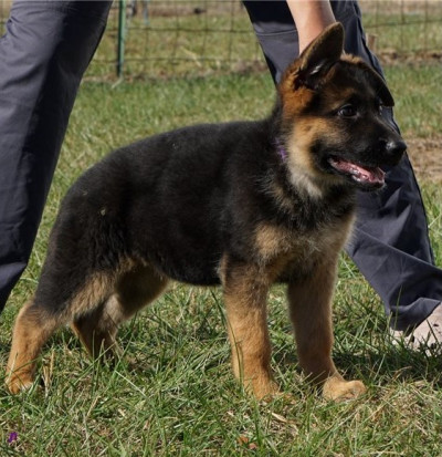 New litter of German Shepherd puppies