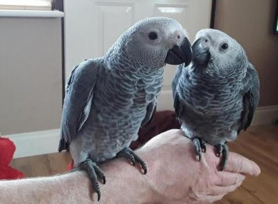 Two Beloved Congo African Greys for lovely homes