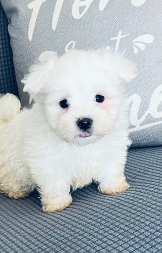 A.K.C. Maltese Puppies For Sale